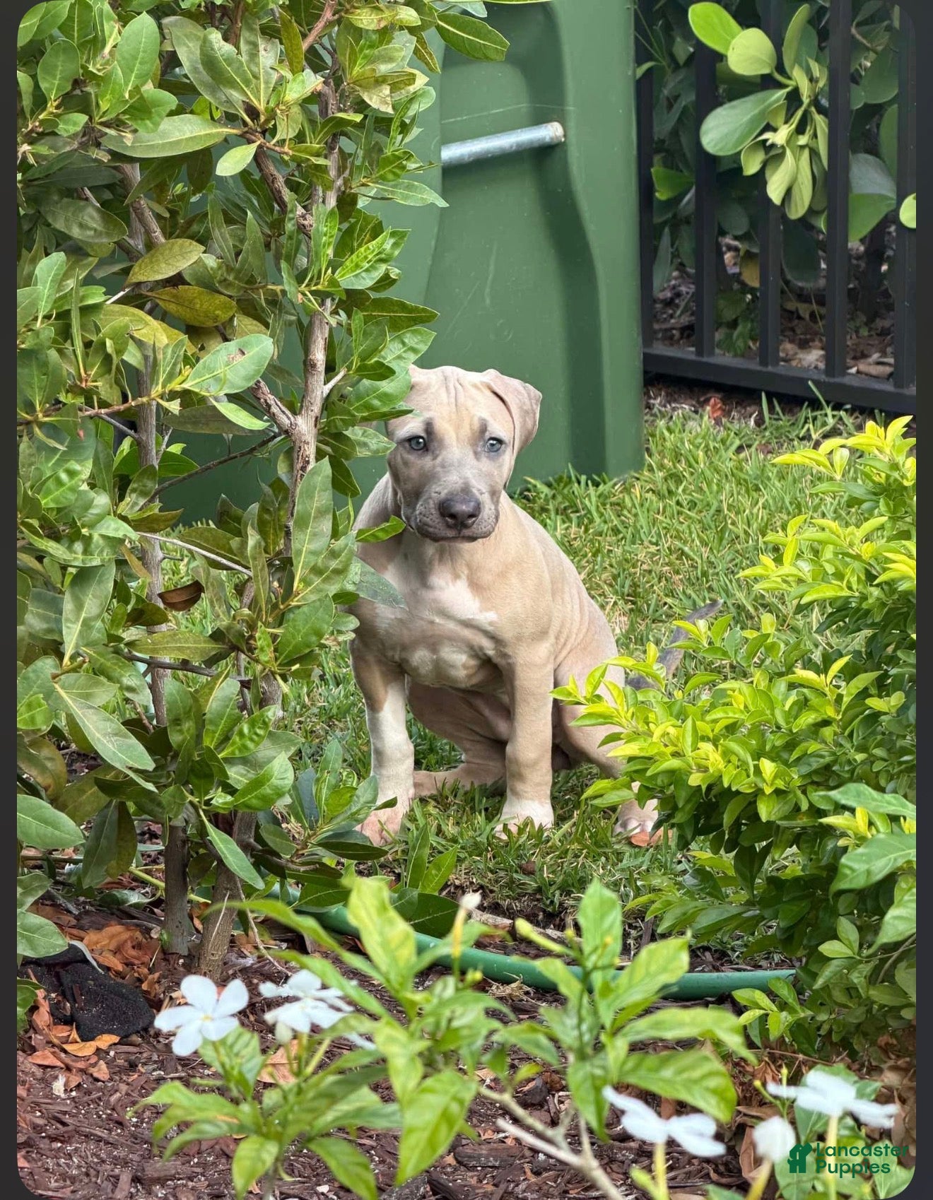 American Pit Bull Terrier dogs  Luna - Ad 2