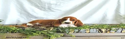 Basset Hound dogs for sale: Lilly - Ad 4