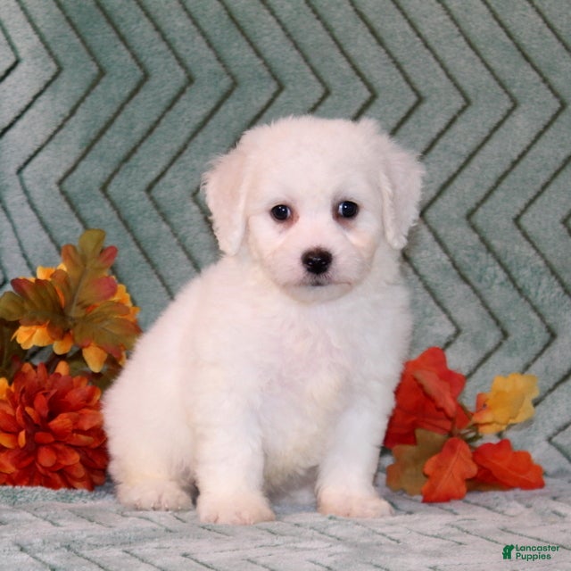 Bichon Frise dogs Unicorn - Ad 15