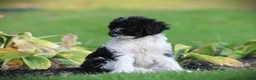 Cockapoo dogs for sale: Tuxie - Ad 4