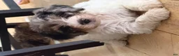 Bernedoodle dogs for sale: DINKY - Ad 1