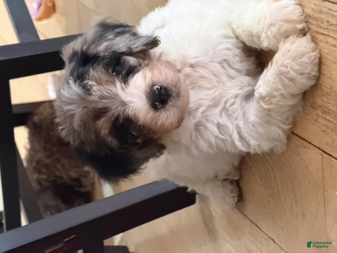Bernedoodle dogs for sale: DINKY - Ad 1