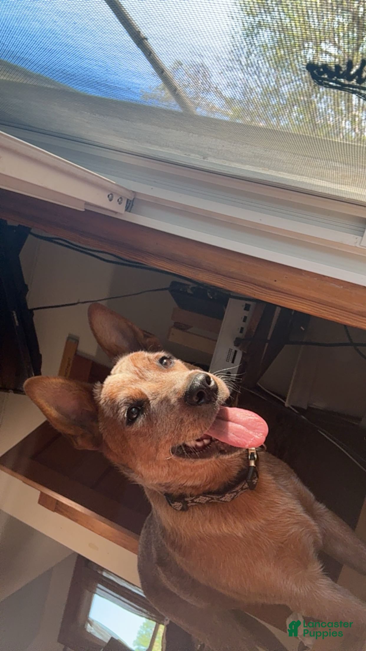 Australian Cattle Dog dogs  kilo - Ad 12
