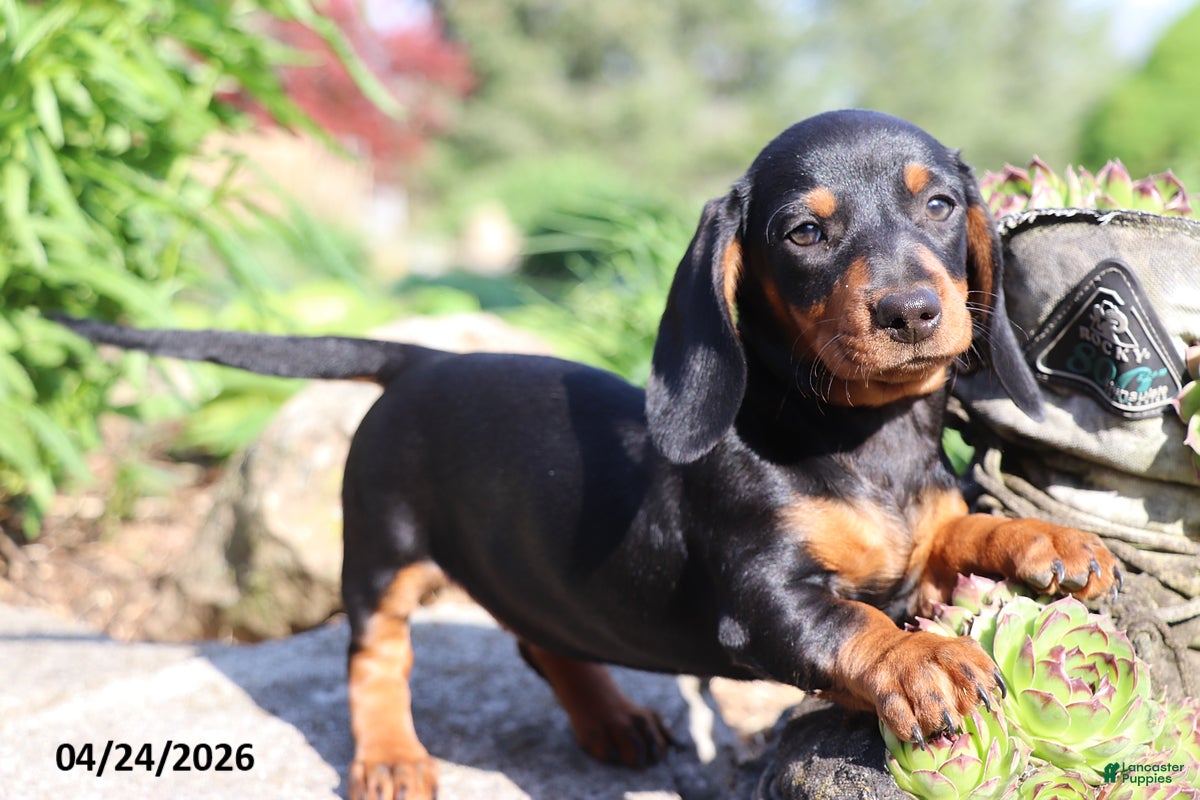 Miniature Dachshund dogs Ava  - Ad 2