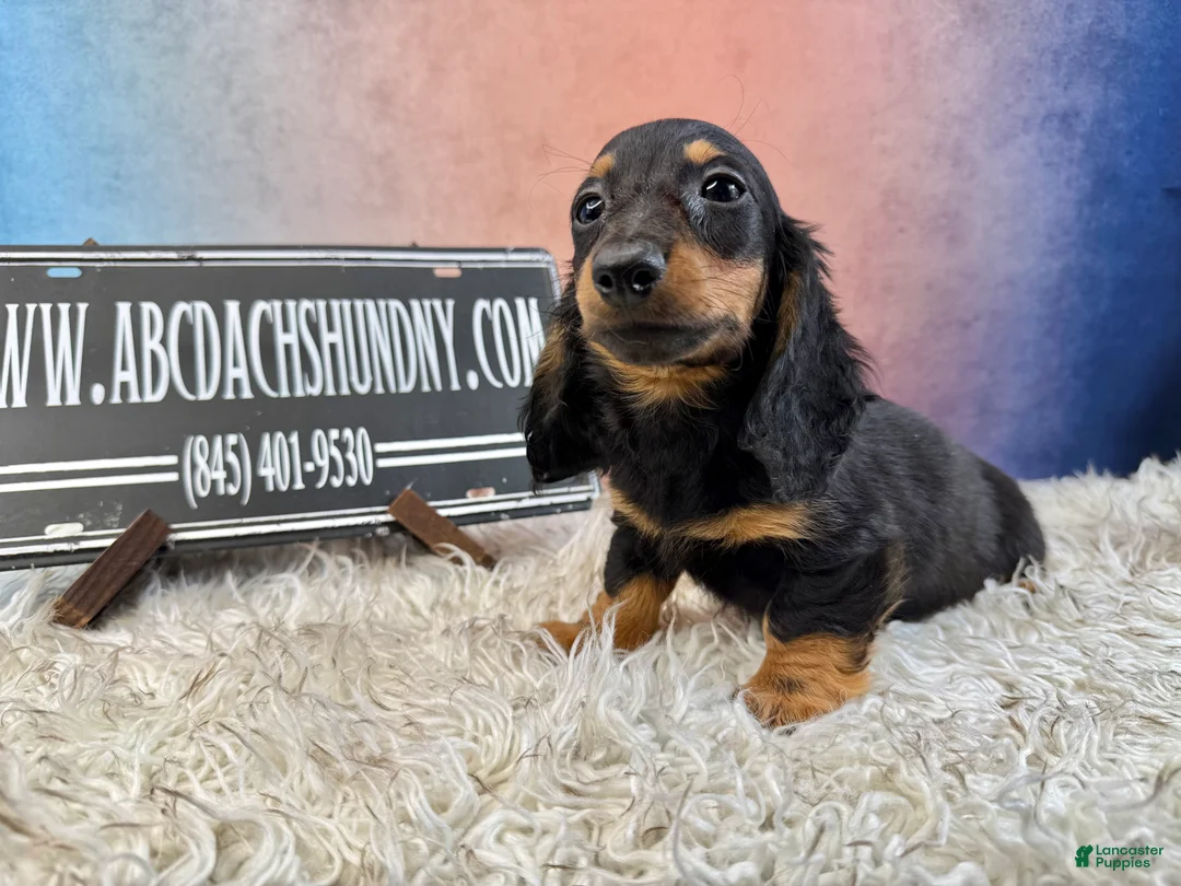 Miniature Dachshund dogs for sale: Pra clear - Ad 1