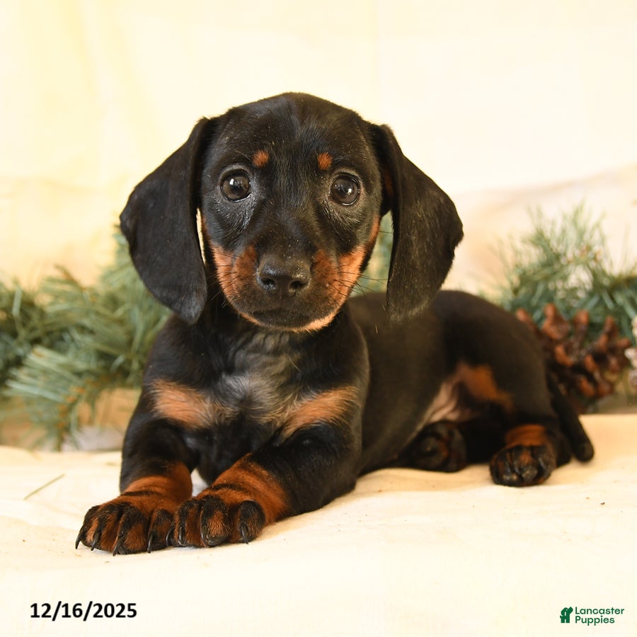 Miniature Dachshund dogs Casey - Ad 14
