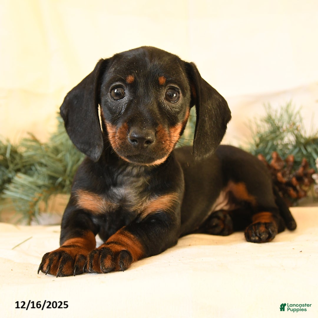 Miniature Dachshund dogs for sale: Casey - Ad 1
