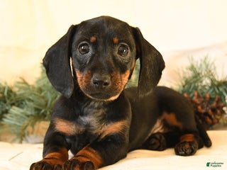 Miniature Dachshund dogs Casey - Ad 13