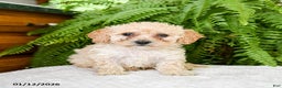 Bichpoo dogs for sale: Larrell - Ad 3