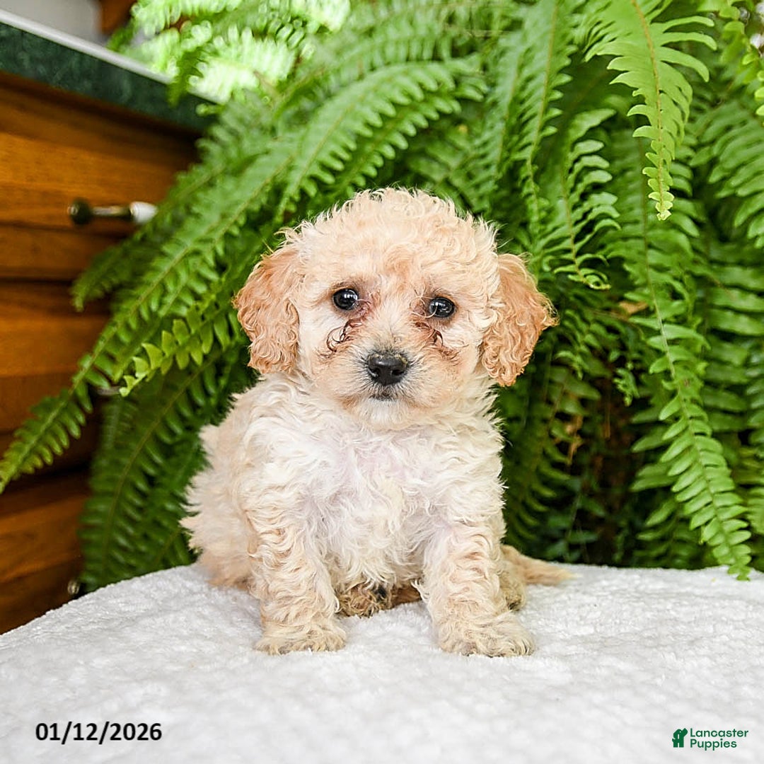 Bichpoo dogs for sale: Larrell - Ad 3