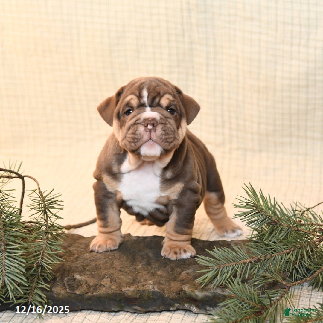 English Bulldog dogs for sale: Coffee - Ad 2