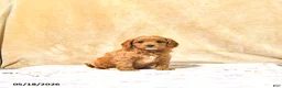 Cavapoo dogs for sale: Milo - Ad 2