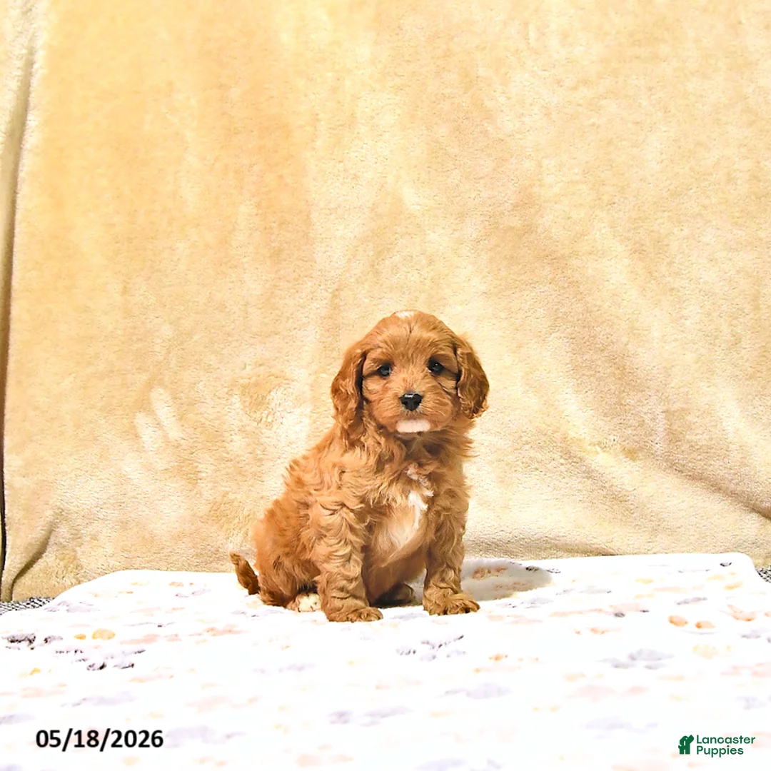 Cavapoo dogs for sale: Milo - Ad 2