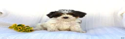 Cavapoo dogs for sale: Lady - Ad 5