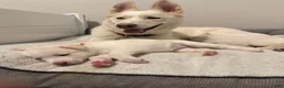 Siberian Husky dogs for sale: Blue Collar - Ad 13