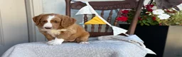 Goldendoodle dogs for sale: Corrie - Ad 3
