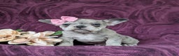 French Bulldog dogs for sale: Nadia - Ad 19