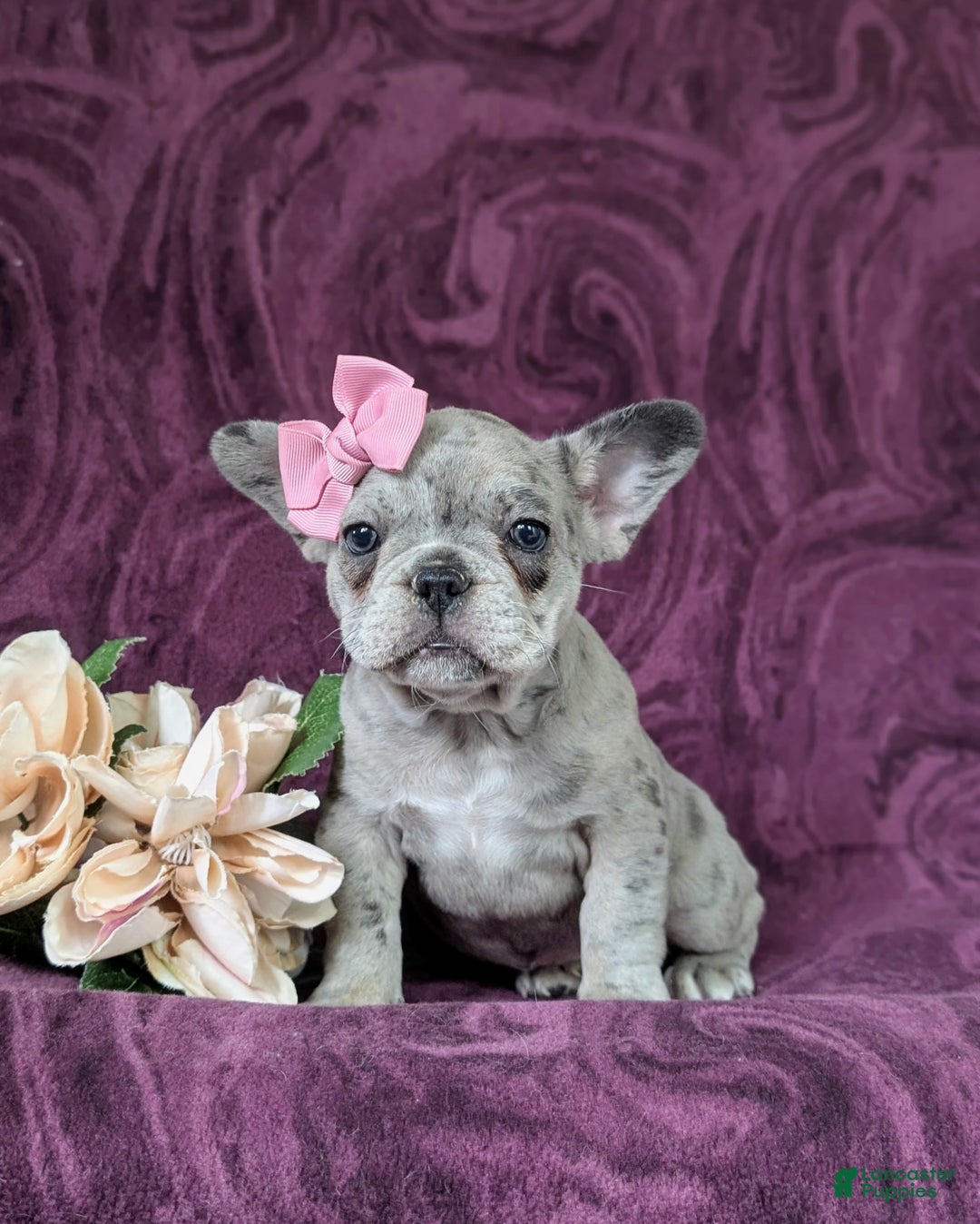 French Bulldog dogs for sale: Nadia - Ad 19