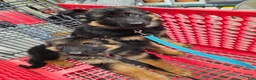 German Shepherd dogs for sale: Sarge - Ad 8