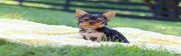 Yorkshire Terrier dogs for sale: Miranda - Ad 5