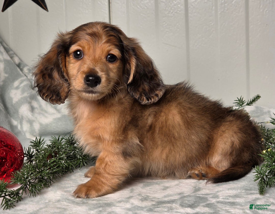 Miniature Dachshund dogs for sale: Shane - Ad 5