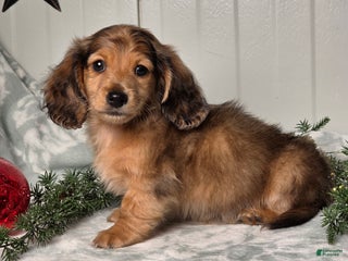 Miniature Dachshund dogs Shane - Ad 21