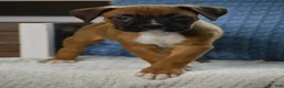 Boxer dogs for sale: Cooper - Ad 3