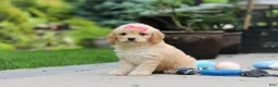 Cavapoo dogs for sale: Dolly - Ad 7