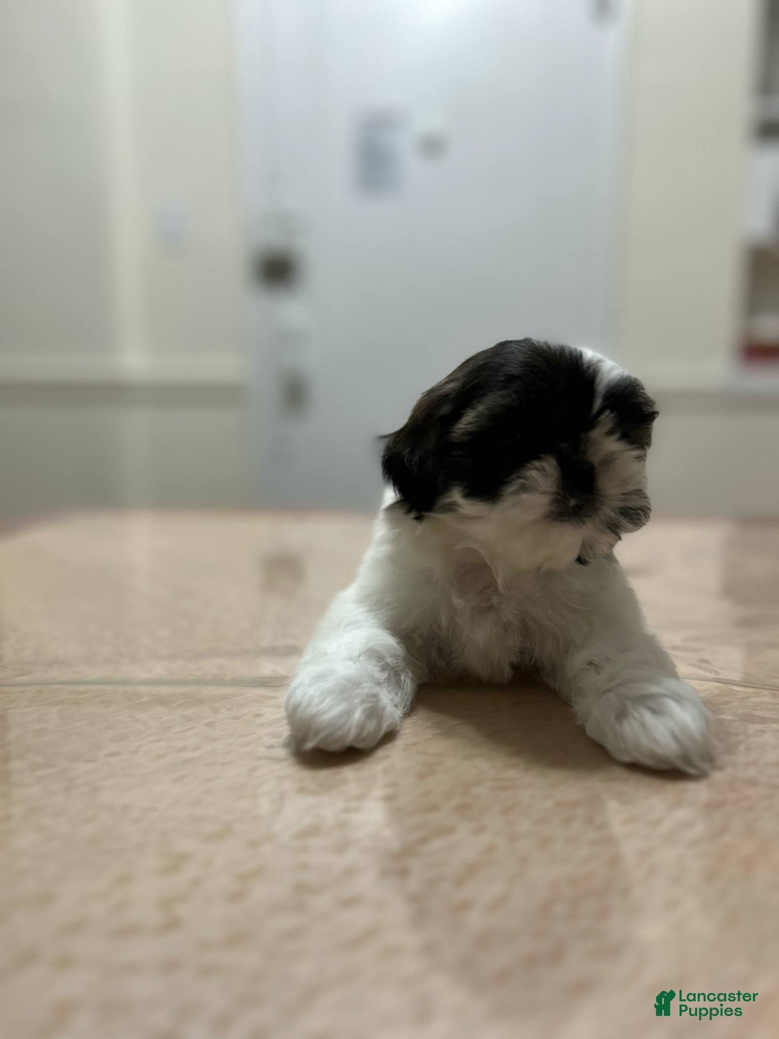 Shih Tzu dogs Athena - Ad 41