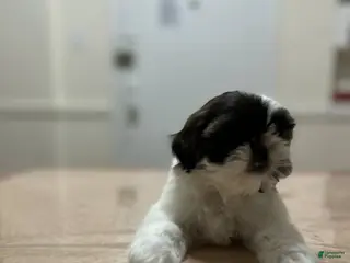 Shih Tzu dogs Athena - Ad 41