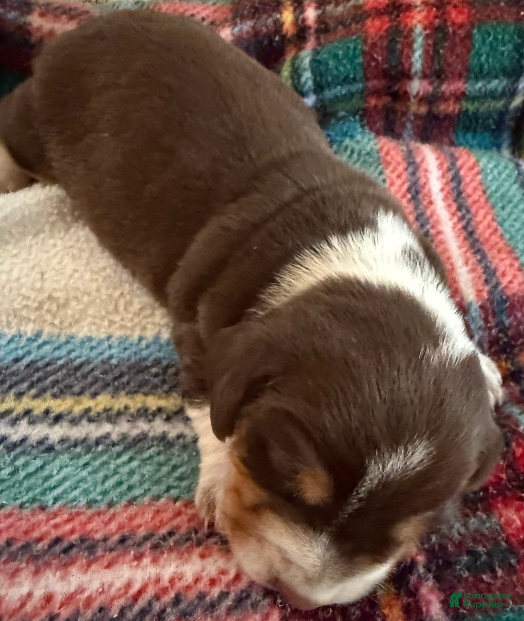 Dachshund dogs for sale: Dachshund Puppy 2 - Ad 5