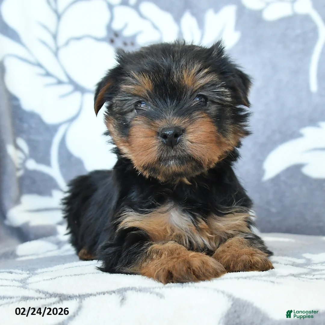 Yorkshire Terrier dogs for sale: Duke - Ad 2