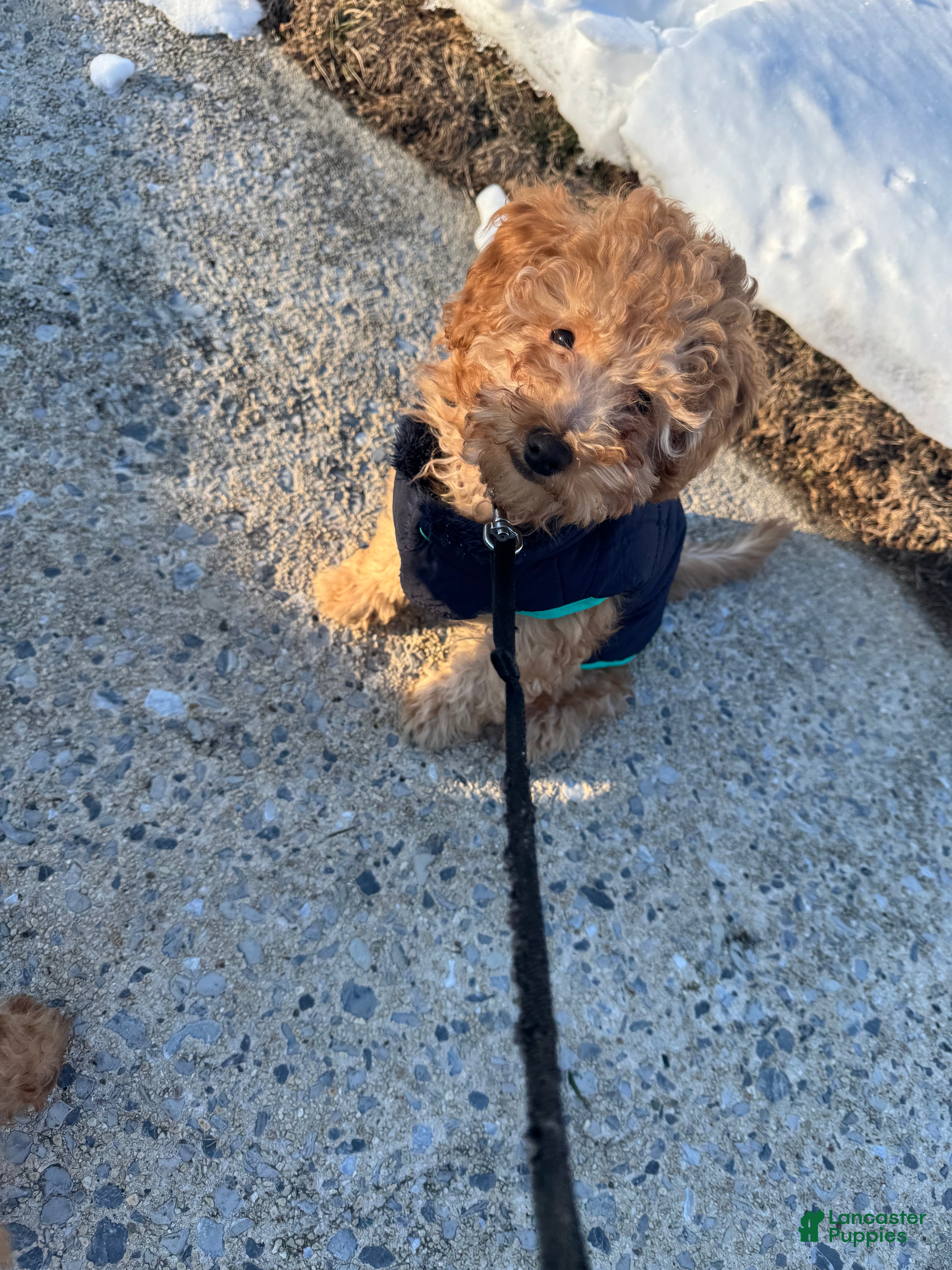 Miniature Poodle dogs Miniature Poodle Poppy - Ad 20