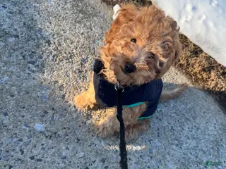 Miniature Poodle dogs Miniature Poodle Poppy - Ad 20