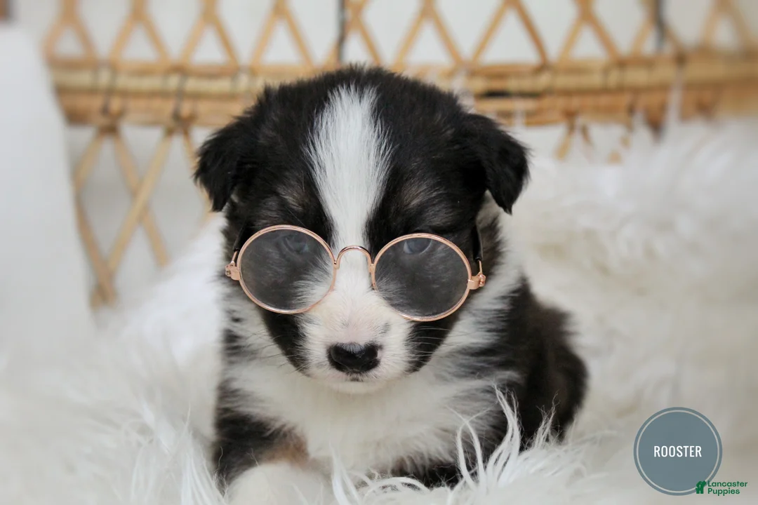 Mixed Breed dogs for sale: Rooster  - Ad 4