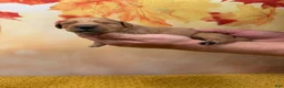 Golden Retriever dogs for sale: Blaze - Ad 7