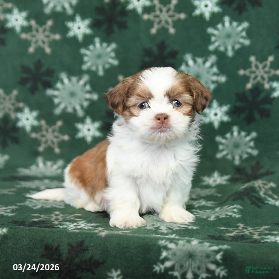 Shih Tzu dogs Twix - Ad 1