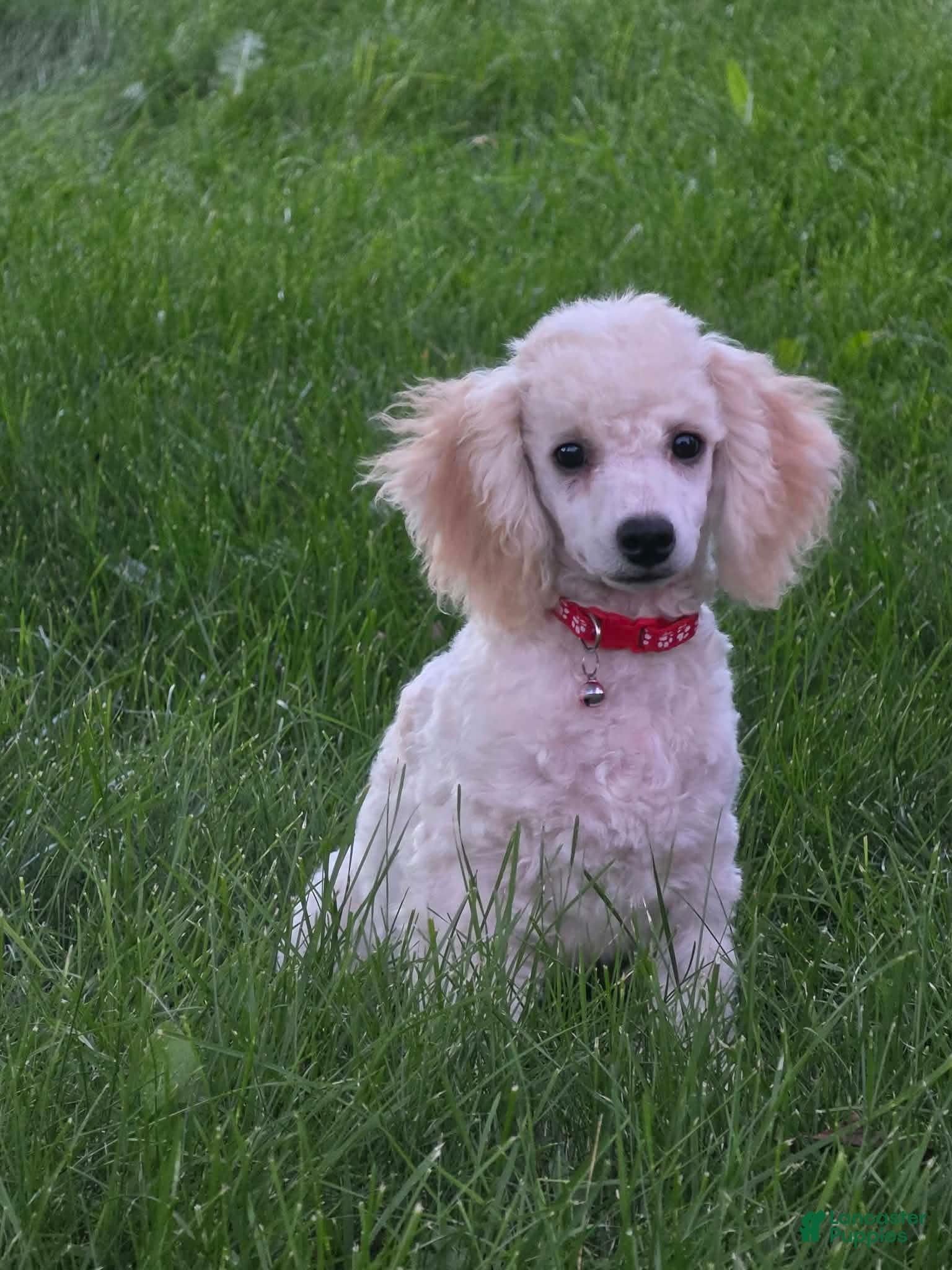 Miniature Poodle dogs for sale: Birch - Ad 14