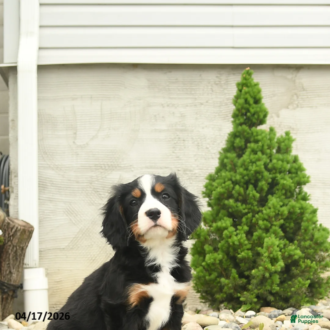 Miniature Bernese Mountain Dog dogs for sale: Dolly - Ad 3