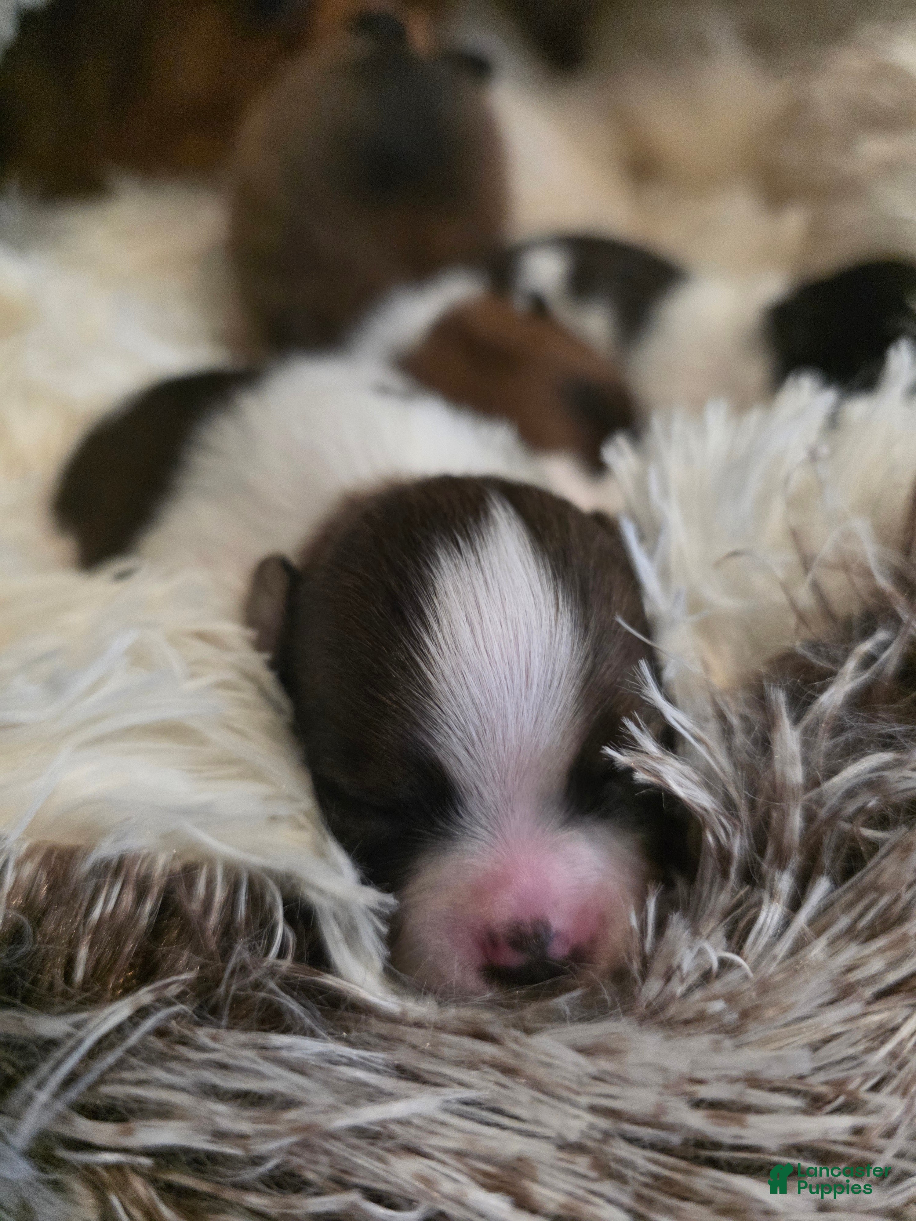 Pomeranian dogs for sale: Truffle - Ad 2