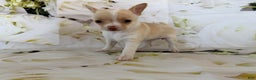 Chihuahua dogs for sale: Kora - Ad 3