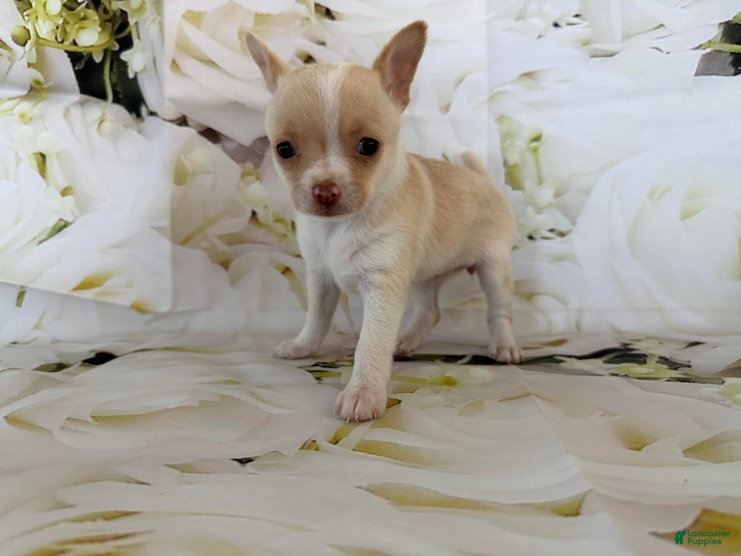 Chihuahua dogs for sale: Kora - Ad 3
