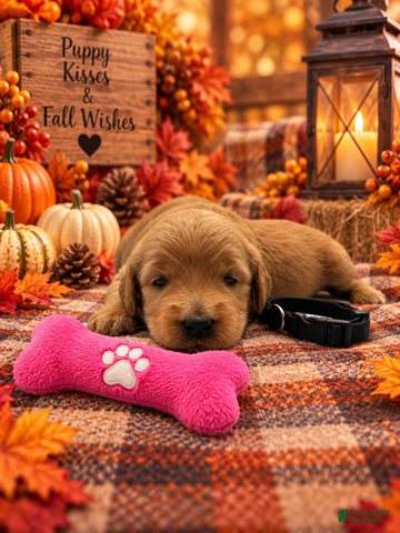 Goldendoodle dogs Lily - Black Collar - Ad 41