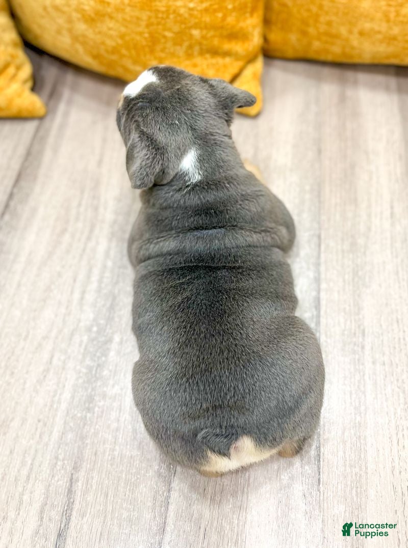 English Bulldog dogs Margaret - Ad 2