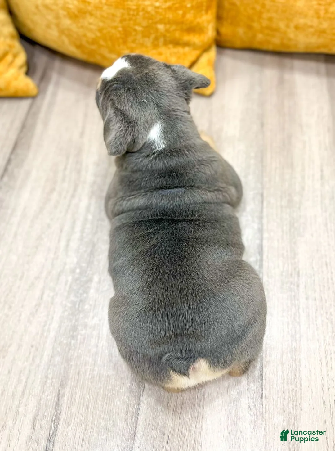 English Bulldog dogs for sale: Margaret - Ad 2