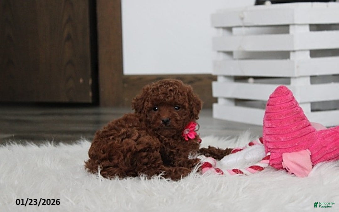 Toy Poodle dogs for sale: Abby - Ad 4