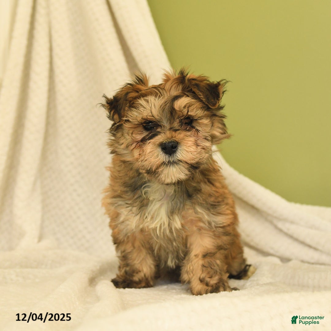 Havanese dogs for sale: Lonnie - Ad 3