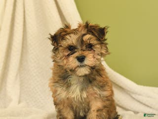 Havanese dogs Lonnie - Ad 16