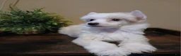 Chinese Crested dogs for sale: Milo - Ad 4