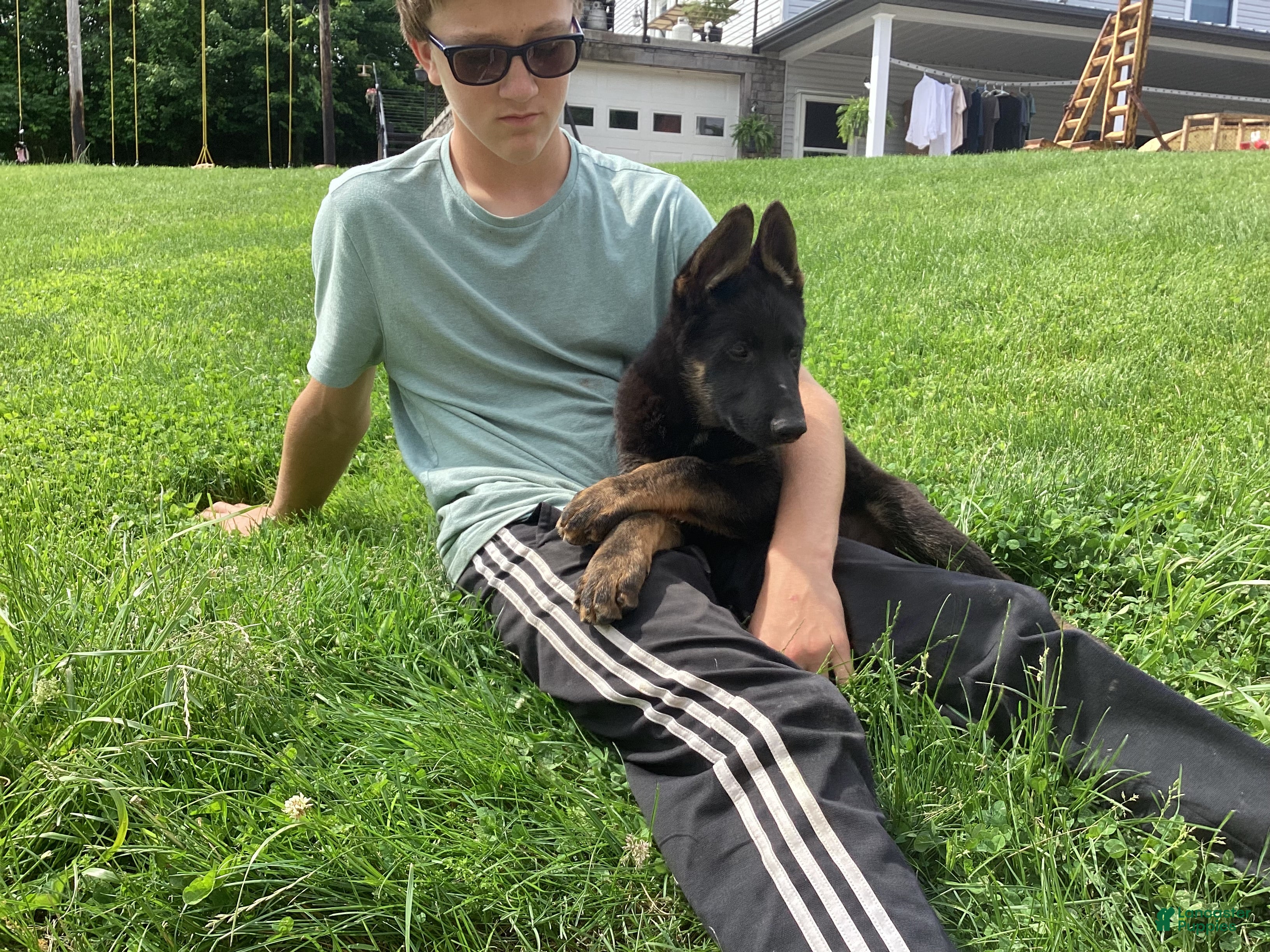 German Shepherd dogs Dylan  - Ad 2